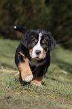GRAND BOUVIER SUISSE 050